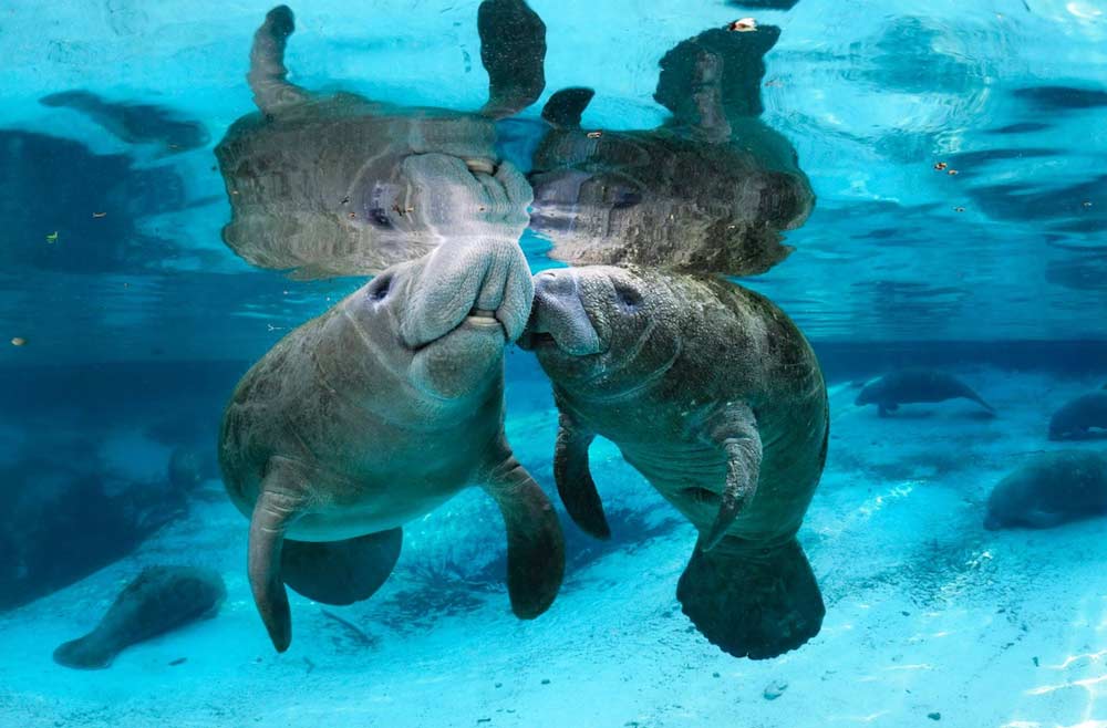 Manatees underwater
